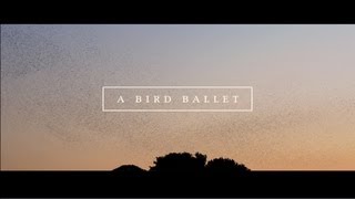 A BIRD BALLET