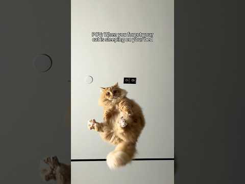 Oh I can fly #shorts #cat #funny