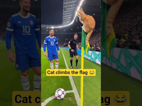 Cat hikacks corner kick to climb the flag 😂🐈 #soccer #cat #funny