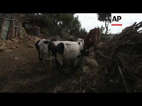 Entire villages relocated to protect mountain wolf