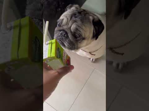 Frooti ?#pug #dog #shorts