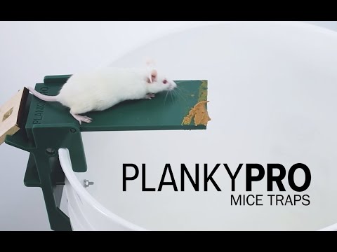 How to catch Multiple Mice with PLANKYPRO Walk the Plank Mouse Trap