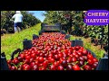Modern Agriculture Cherry Farm Cherry Cultivation Harvesting And Processing