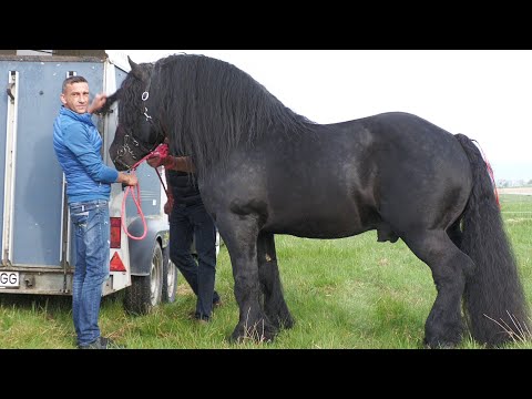 Armăsarul lui Levi de la Uriu - Bistrita Nasaud 2022