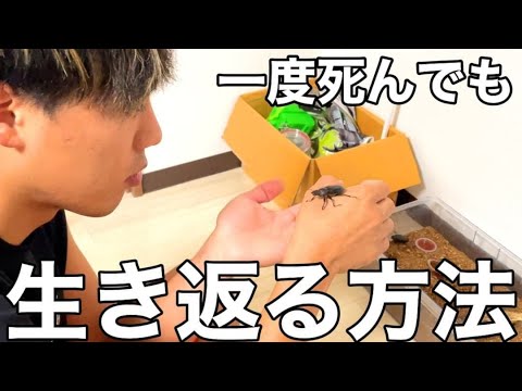 [Verification] Apparently there's a way to bring dead stag beetles back to life!?