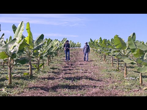 , title : 'Cultivo de banana em plantio direto: como implantar uma lavoura com as técnicas de plantio direto'
