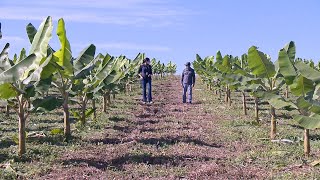 Cultivo de banana em plantio direto: como implantar uma lavoura com as técnicas de plantio direto