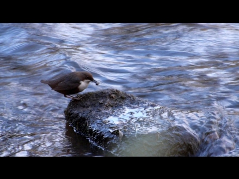 Die Wasseramsel/The dipper