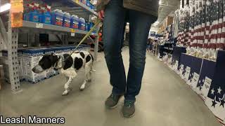 Download Lagu Mary | 5 month Old Pointer Mix | Dog Training Atlanta Thumbnail