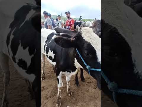 #youtubeviral #gado #pecuarista #youtubeshorts #capoeiras #pernambuco #nordeste #compraevenda
