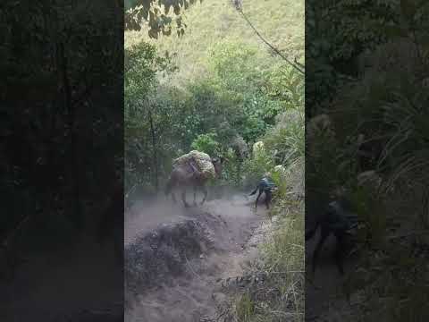 asi baja la naranja por la vereda los lirios en Chaparral Tolima #campo #arrierossomos