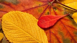 The Imperials - Wild Geese (lyrics)