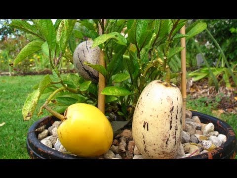 How to grow Pepino fruit from Seeds & from Cuttings