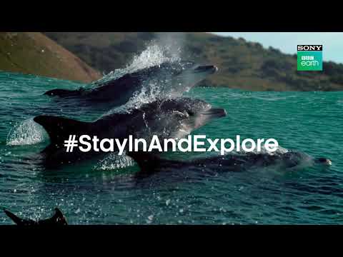 Stay In And Explore Stories Of Our World! | Sony BBC Earth
