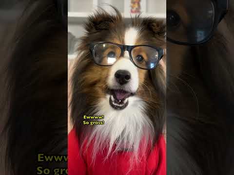 ¡Un perro parlante descubre la doble moral de papá! 😆🐶💕 559-2