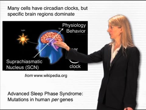 The circadian clock - Cori Bargmann (Rockefeller/HHMI)