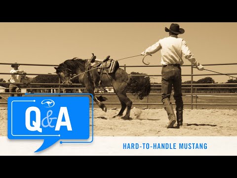 Q&A With Clinton Anderson: Hard-to-Handle Mustang
