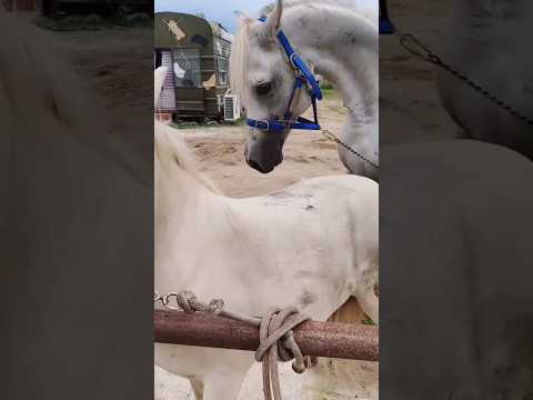 horse first meeting #horse #meeting #shortvideo #shorts