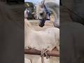 Horse First Meeting Horse Meeting Shortvideo Shorts