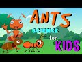 Ants | Science for Kids