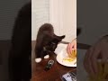 Enjoy A Kiss From Boots Tuxedocat Kitten