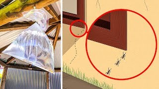 10 Maneras de deshacerte de los insectos en tu hogar