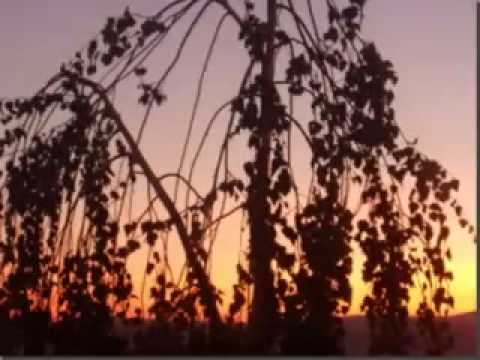 Honza Nedvěd - KOHOUT