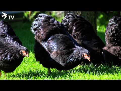 Wyandotten Schwarz (Diashow) von Heinrich & Ulf Götsche (Rassegeflügel)