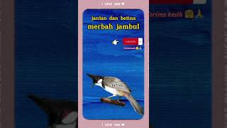Download lagu perbedaan fisik jantan dan betina merbah jambul mp3 Download lagu perbedaan fisik jantan dan betina merbah jambul mp3