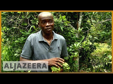 Researchers help improve Ivory Coast's kola nut exports