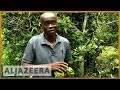 Researchers Help Improve Ivory Coast S Kola Nut Exports