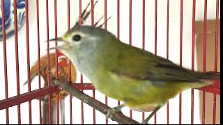 Download lagu Pasti Nyaut..!! Pancingan Burung Opior JAWA Gacor langsung Nyaut dan Emosi mp3