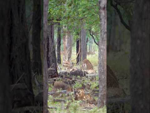 Bedded Chital Stag With Great Mass & Length