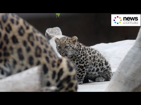 Leopard cub makes public debut at Santa Barbara Zoo
