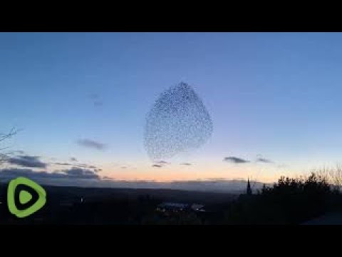 Starling murmuration completely dazzles the morning sky