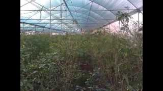 preview picture of video 'Green House Agriculture'