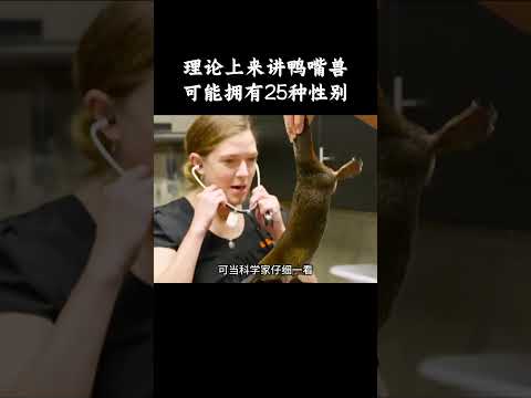 理论上来讲鸭嘴兽可能拥有25种性别  #趣聞 #大陸 #动物科普