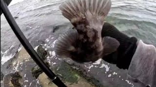Catch More Blackfish With These Tips! #fishing #blackfish #blackfishing #fallfishing #how to