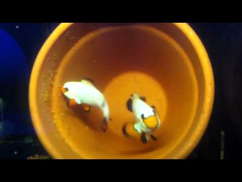 Wyoming Whites Clownfish  Breeding Pair