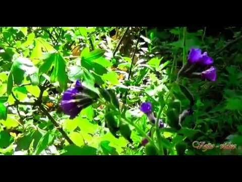 becixmat - Relax 2195 - Les - Forest mix - Full HD