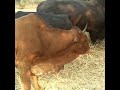 Ntagambi Jilungu