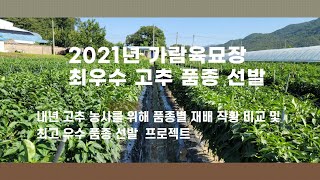 2021년 최우수 고추품종 선발하기1