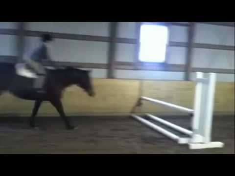 For Sale: Sheila ridden by Katherine Driscoll