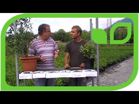 Alles über Diabetes in Bildern Analyse für Insulin 5