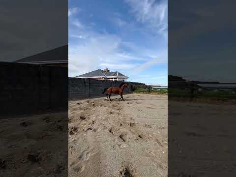 3 year old well bred Gelding - Image 2