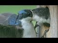 EXTREMELY FUNNY BIRD Compilation That Might KILL YOU Funny BIRD Compilation