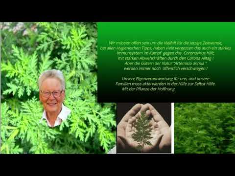 Artemisia Annua Dokumentationen Zum Nachdenken