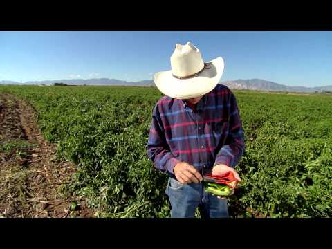 Chili Pepper Farmer