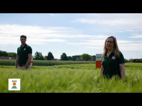 KWS UK's successful barley portfolio