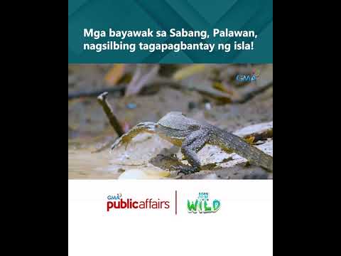 Mga bayawak sa Sabang, Palawan, nagsilbing tagapagbantay ng isla! #shorts Born to be Wild